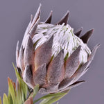 FLEURS