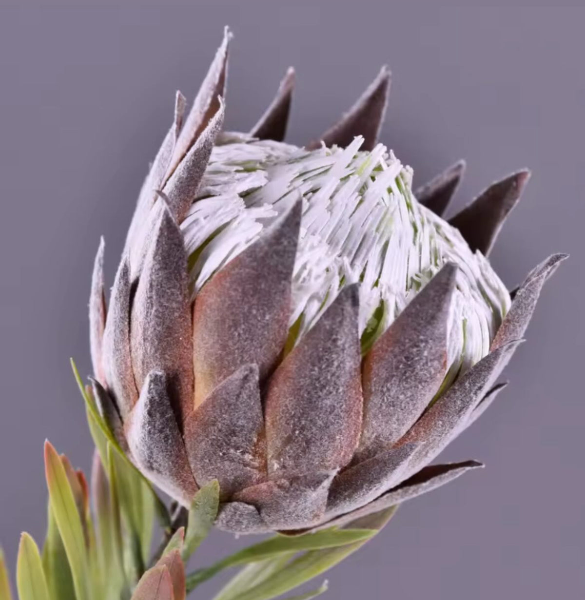 FLEURS