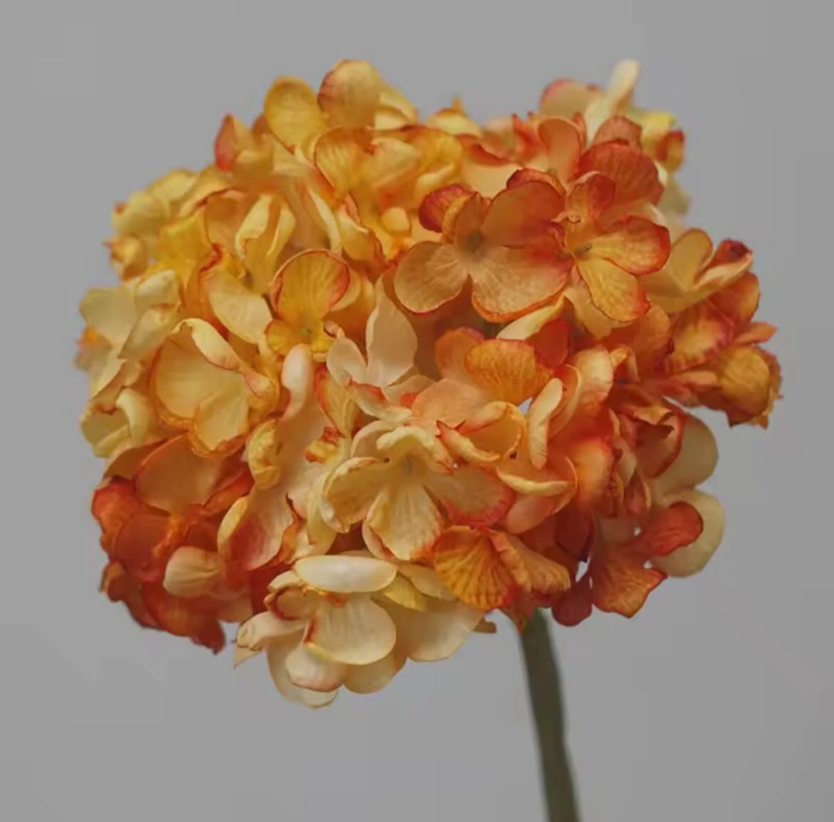 FLEURS