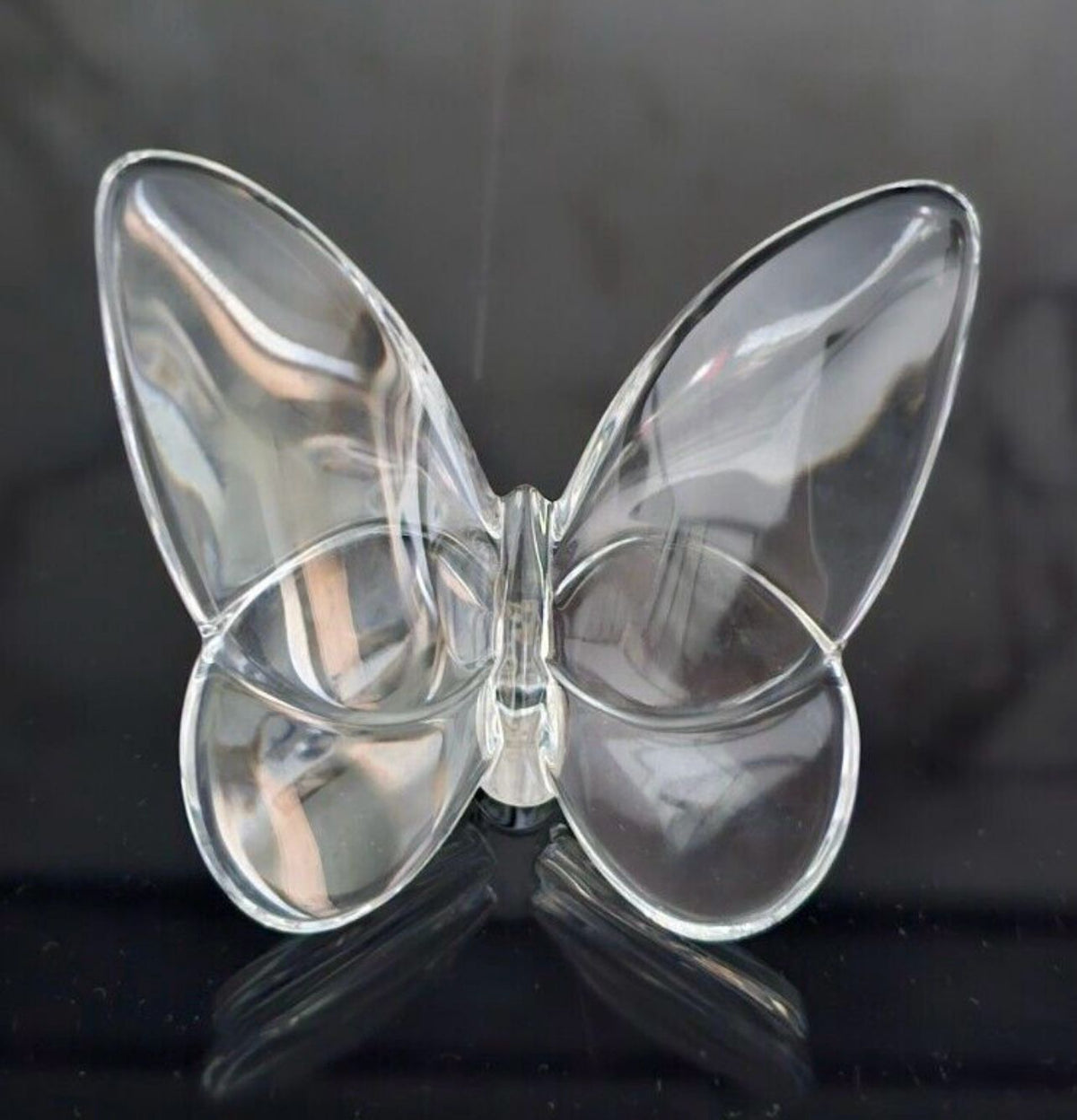 Papillon