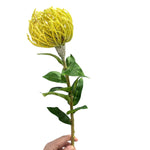 FLEURS